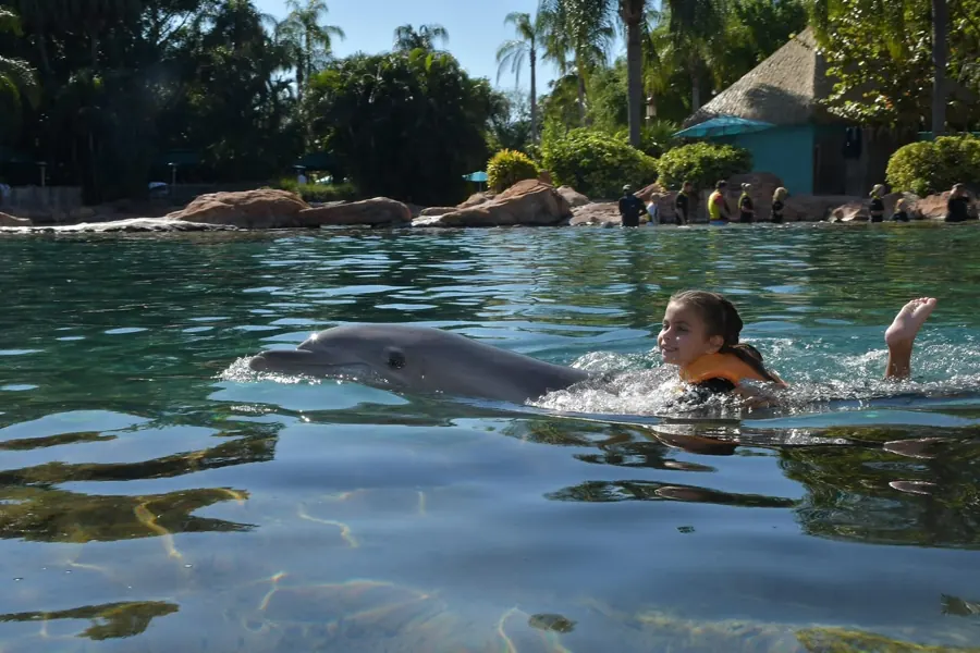 Nadando com o golfinho 🐬